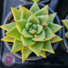 Load image into Gallery viewer, Echeveria Agavoides Corderoyi -100mm large - John &amp; Norma&#39;s Succulents
