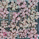 Sedum Cherry Tart