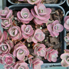 Sedum Cherry Tart