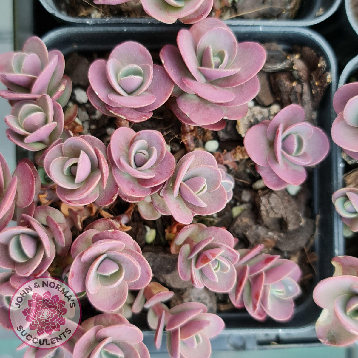 Sedum Cherry Tart