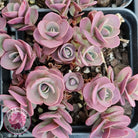 Sedum Cherry Tart