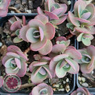 Sedum Cherry Tart