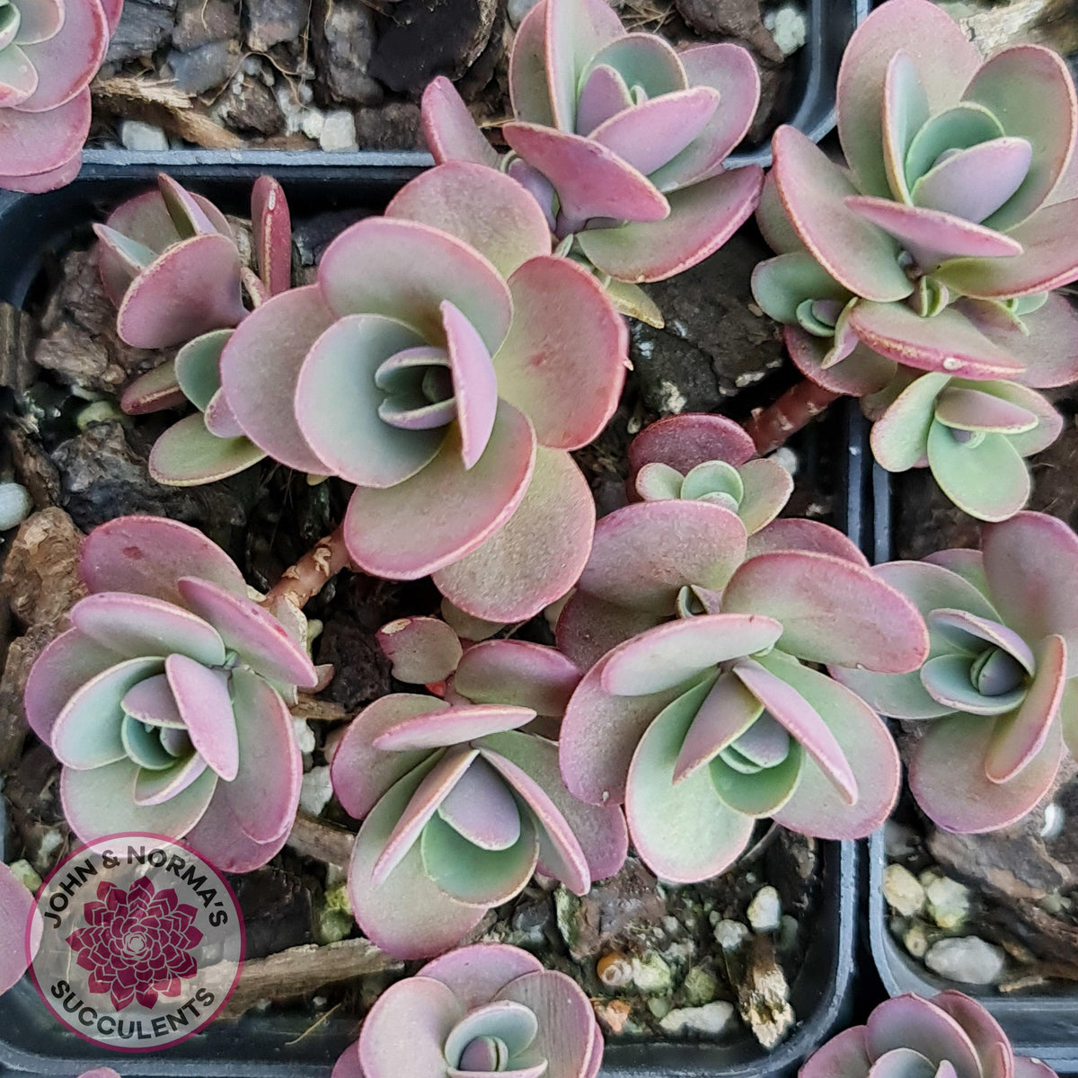Sedum Cherry Tart