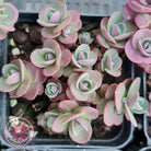 Sedum Cherry Tart