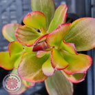Crassula ovata 'Hummel's Sunset'