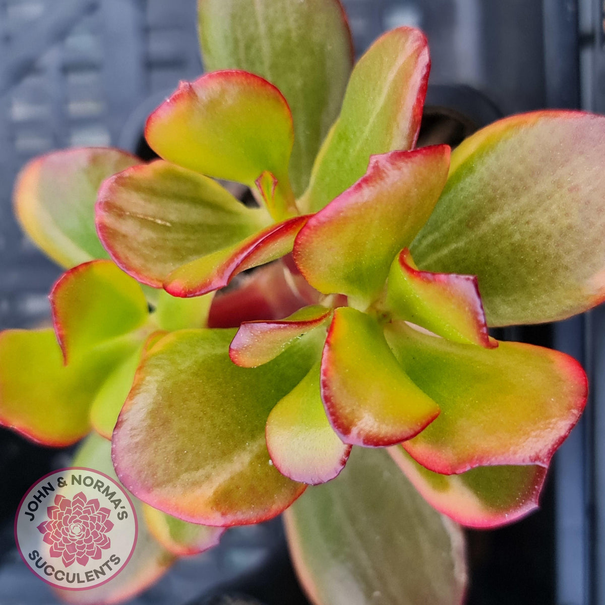 Crassula ovata 'Hummel's Sunset'