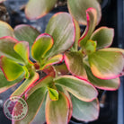 Crassula ovata 'Hummel's Sunset'