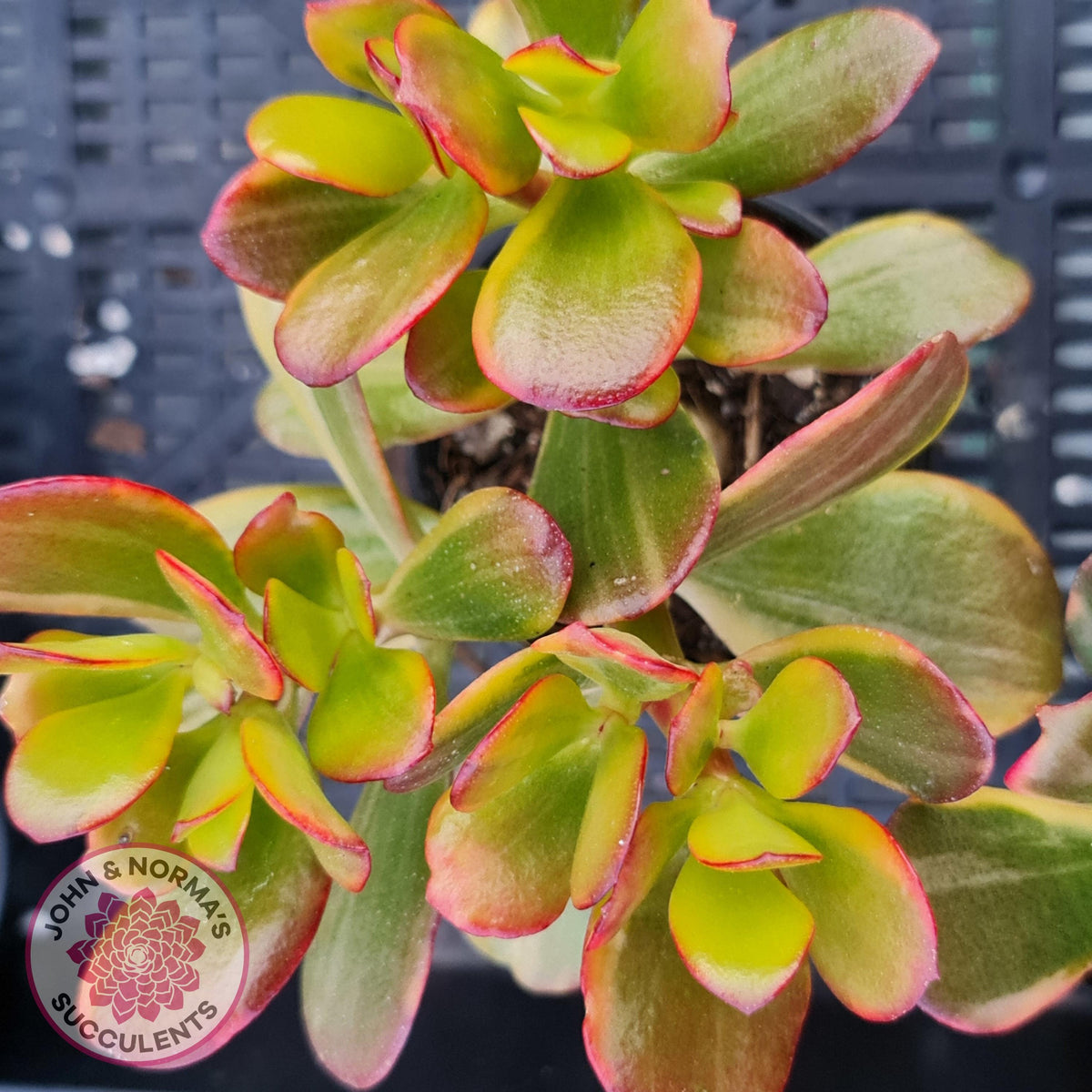 Crassula ovata 'Hummel's Sunset'