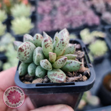 Load image into Gallery viewer, Adromischus hemisphaericus - John &amp; Norma&#39;s Succulents
