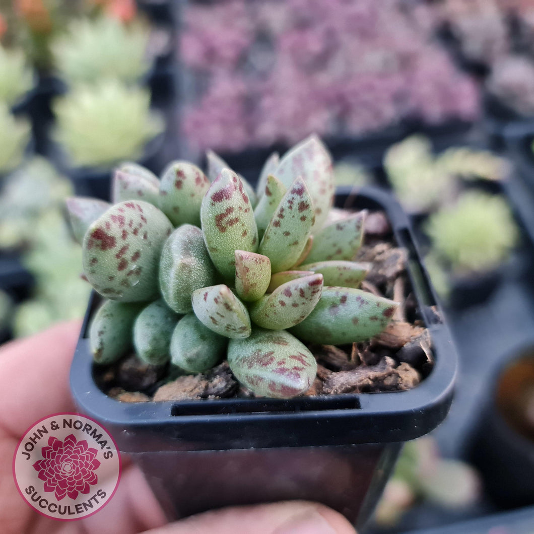 Adromischus hemisphaericus - John & Norma's Succulents