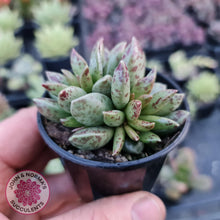 Load image into Gallery viewer, Adromischus hemisphaericus - John &amp; Norma&#39;s Succulents
