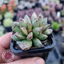 Load image into Gallery viewer, Adromischus hemisphaericus - John &amp; Norma&#39;s Succulents
