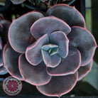 Echeveria Blue Metal (Single)