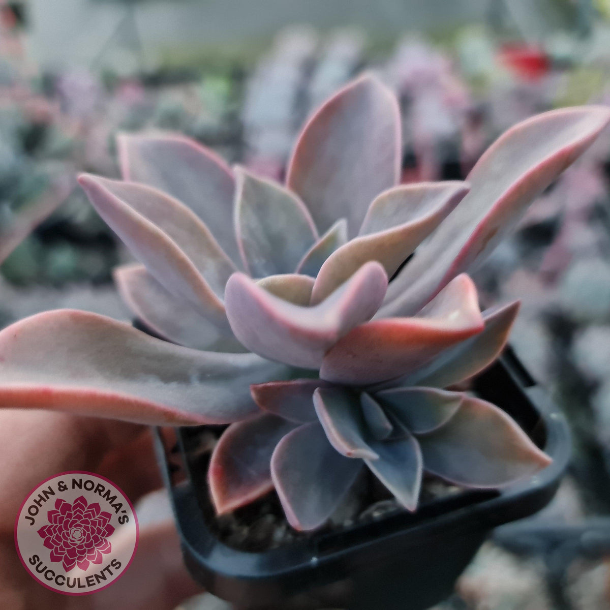 Graptoveria Fred Ives