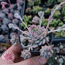 Load image into Gallery viewer, Echeveria prolifica - John &amp; Norma&#39;s Succulents
