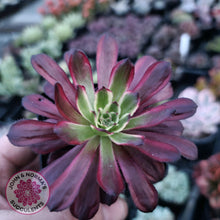 Load image into Gallery viewer, Aeonium Mardi Gras - John &amp; Norma&#39;s Succulents
