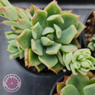 Echeveria Powdered Sugar