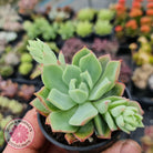 Echeveria Powdered Sugar