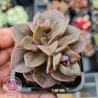 Echeveria Chroma