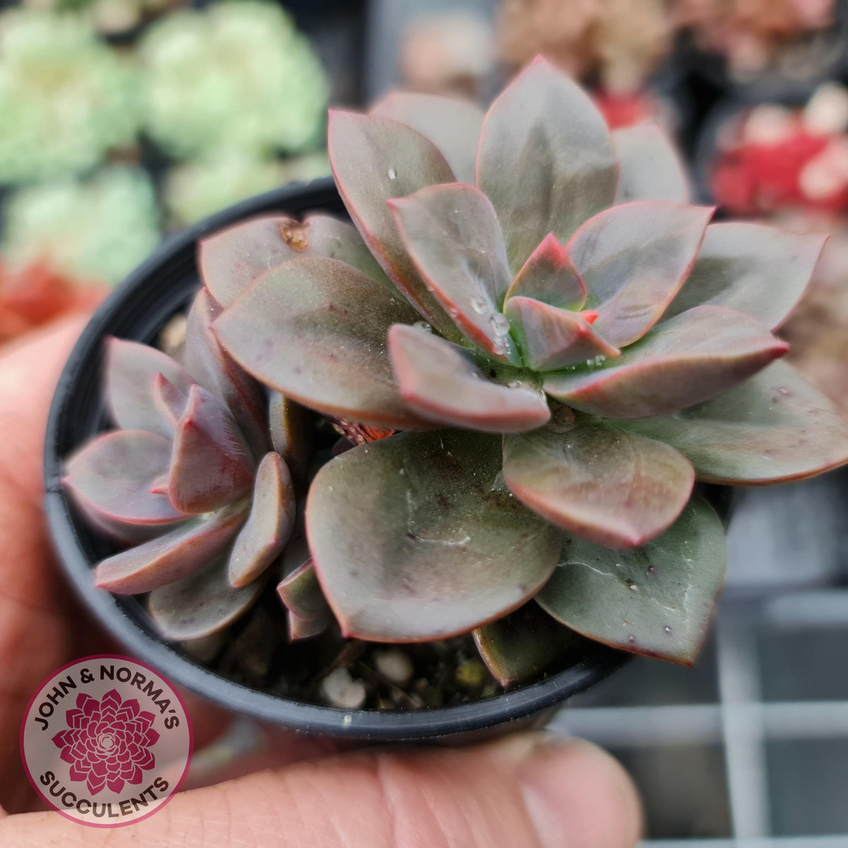 Echeveria Chroma