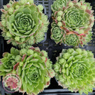 Sempervivum - variety unknown