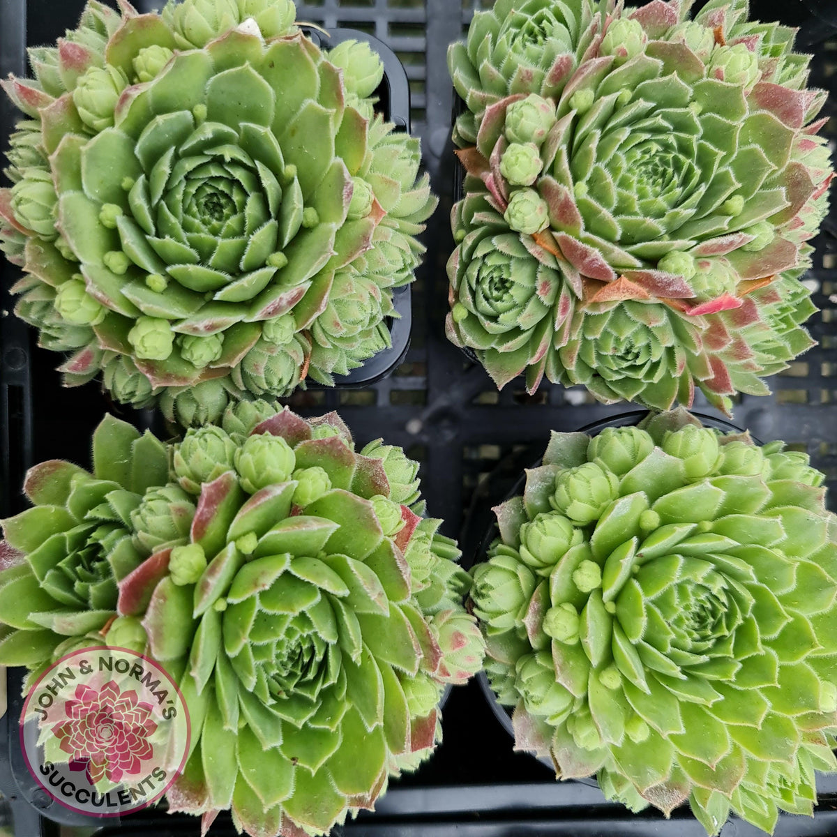 Sempervivum - variety unknown