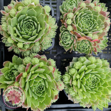 Load image into Gallery viewer, Sempervivum - variety unknown - John &amp; Norma&#39;s Succulents
