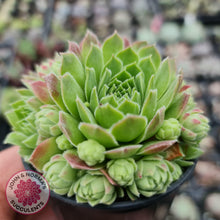 Load image into Gallery viewer, Sempervivum - variety unknown - John &amp; Norma&#39;s Succulents
