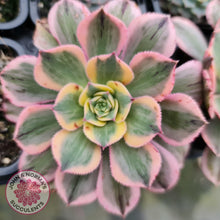 Load image into Gallery viewer, Aeonium Sunburst - John &amp; Norma&#39;s Succulents
