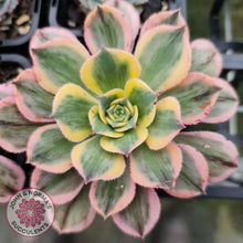 Load image into Gallery viewer, Aeonium Sunburst - John &amp; Norma&#39;s Succulents
