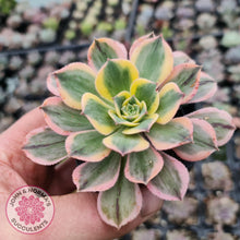 Load image into Gallery viewer, Aeonium Sunburst - John &amp; Norma&#39;s Succulents
