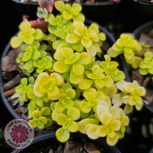 Load image into Gallery viewer, Sedum Makinoi Ogon - John &amp; Norma&#39;s Succulents
