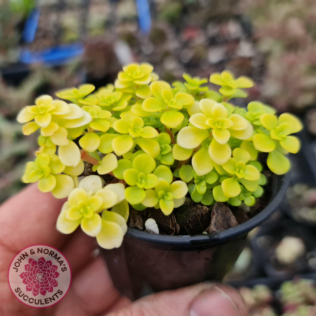 Sedum Makinoi Ogon - John & Norma's Succulents