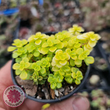 Load image into Gallery viewer, Sedum Makinoi Ogon - John &amp; Norma&#39;s Succulents
