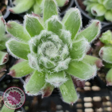 Load image into Gallery viewer, Sempervivum Icicle - John &amp; Norma&#39;s Succulents
