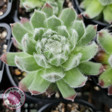 Load image into Gallery viewer, Sempervivum Icicle - John &amp; Norma&#39;s Succulents
