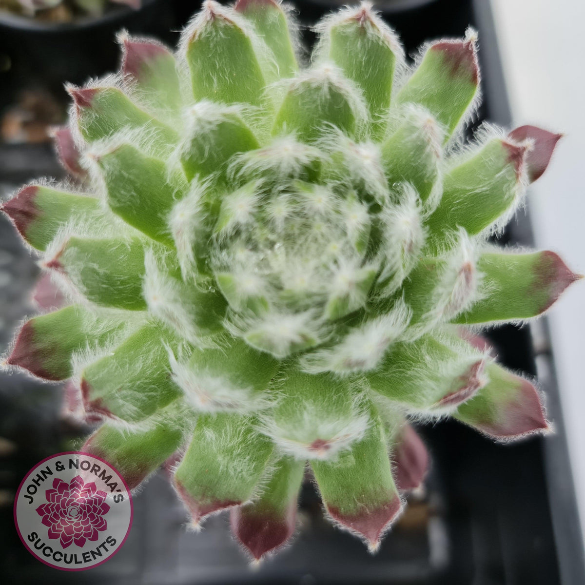 Sempervivum 'Icicle'