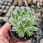 Sempervivum 'Icicle'