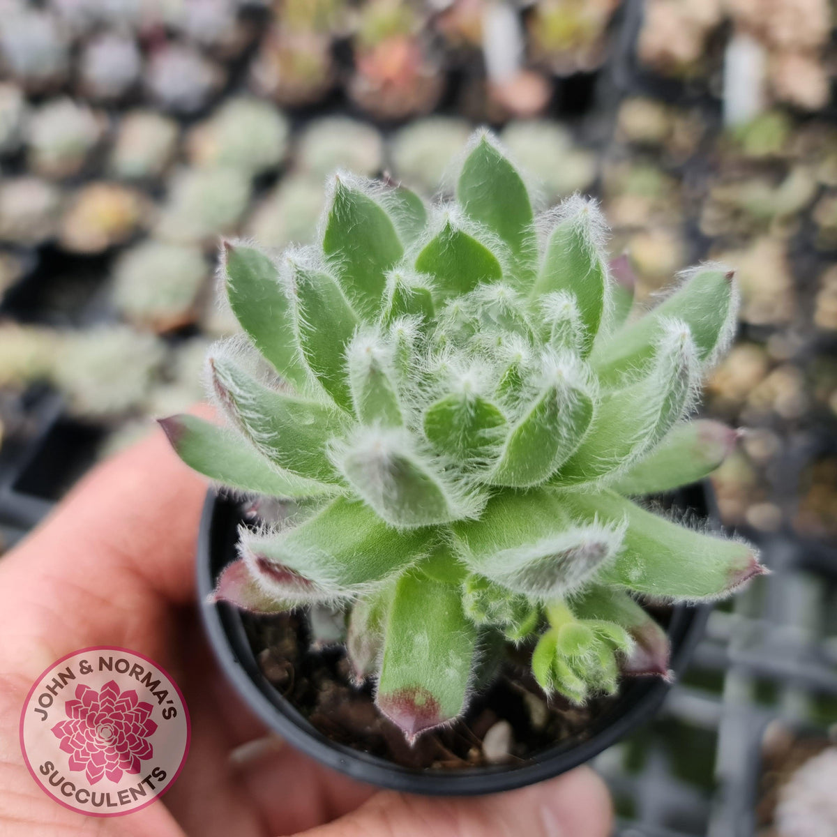 Sempervivum 'Icicle'