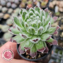 Load image into Gallery viewer, Sempervivum Icicle - John &amp; Norma&#39;s Succulents
