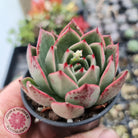 Echeveria Mocha