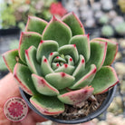 Echeveria Mocha