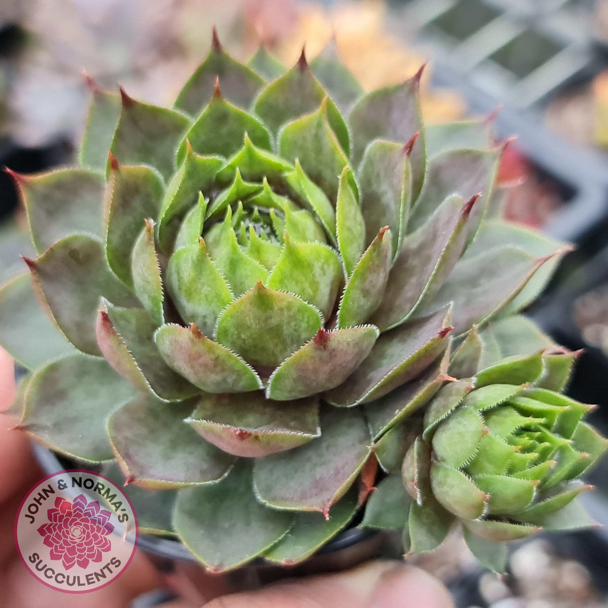 Sempervivum 'Slabber's Seedling'