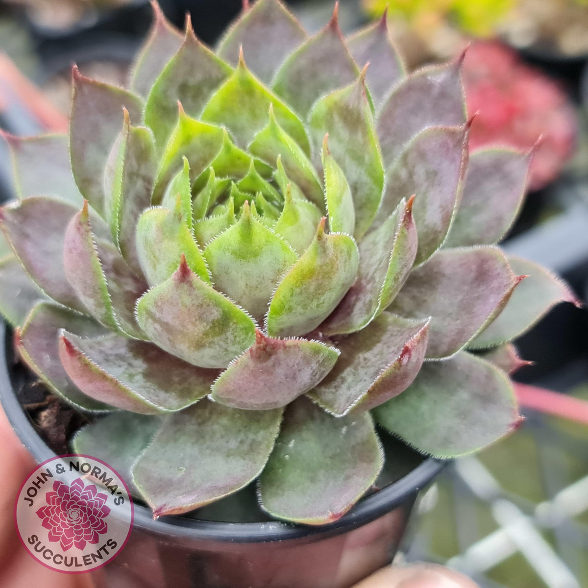 Sempervivum 'Slabber's Seedling'