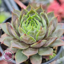 Load image into Gallery viewer, Sempervivum Slabber&#39;s Seedling - John &amp; Norma&#39;s Succulents
