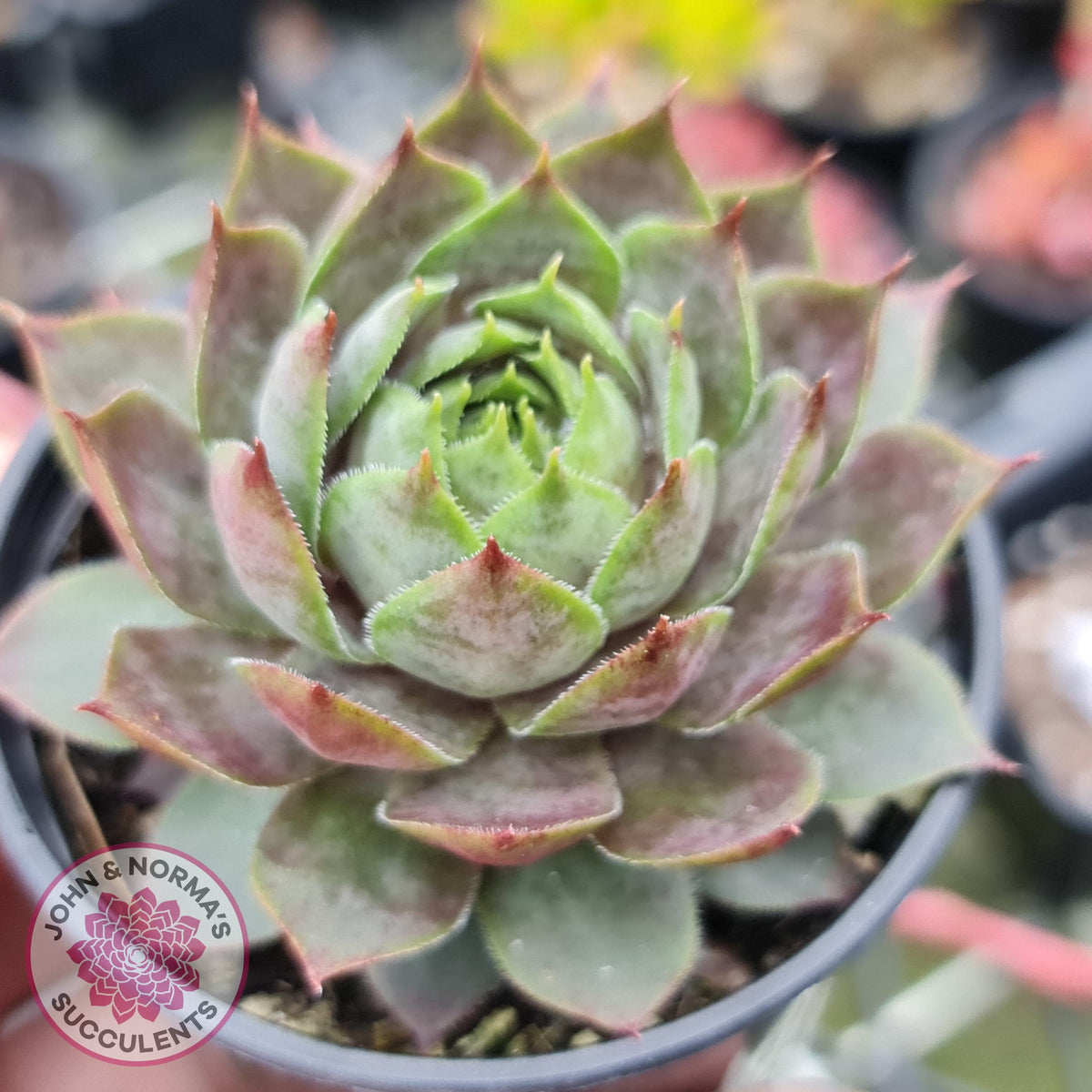 Sempervivum 'Slabber's Seedling'