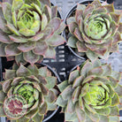 Sempervivum 'Slabber's Seedling'