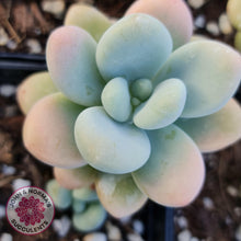 Load image into Gallery viewer, Graptosedum Miul - John &amp; Norma&#39;s Succulents
