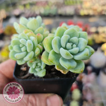 Load image into Gallery viewer, Sedum clavatum - John &amp; Norma&#39;s Succulents
