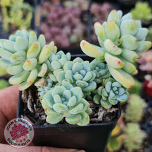 Load image into Gallery viewer, Sedum clavatum - John &amp; Norma&#39;s Succulents
